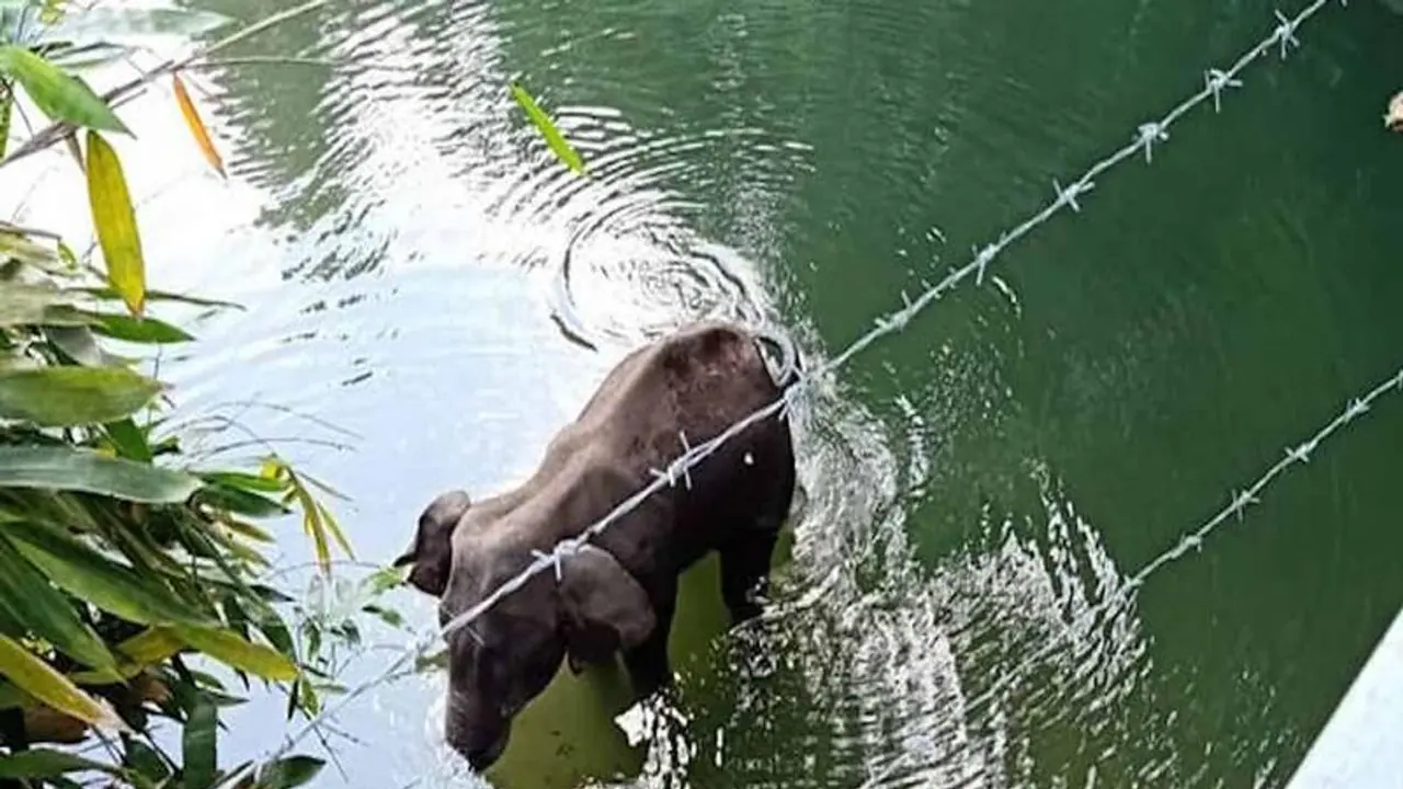 কেরলের হাতি মৃত্যু নিছকই দুর্ঘটনা, গুজব না ছড়ানোর আবেদন কেন্দ্রীয় মন্ত্রী বাবুল সুপ্রিয়র কেরলের হাতি মৃত্যু নিছকই দুর্ঘটনা, গুজব না ছড়ানোর আবেদন কেন্দ্রীয় মন্ত্রী বাবুল সুপ্রিয়র