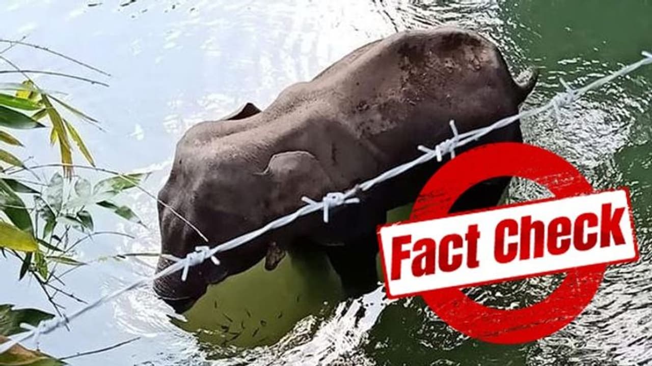 গর্ভবতী হাতির মৃত্যুতে তীব্র প্রতিক্রিয়া দেশজুড়ে, খাওয়ানো হয়নি বিস্ফোরক, দাবি প্রাক্তন বন আধিকারিকের গর্ভবতী হাতির মৃত্যুতে তীব্র প্রতিক্রিয়া দেশজুড়ে, খাওয়ানো হয়নি বিস্ফোরক, দাবি প্রাক্তন বন আধিকারিকের