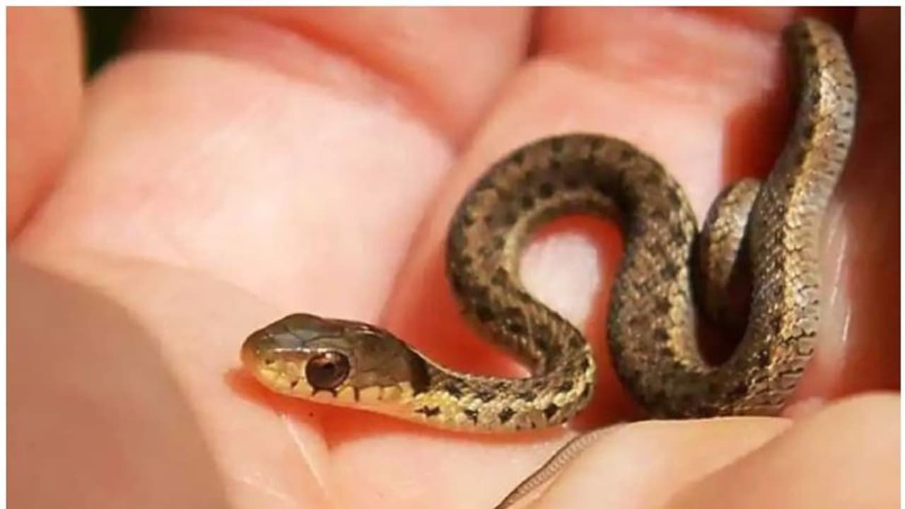 যোগী রাজ্যে ঠান্ডা হাওয়া খেতে গিয়েই বিপত্তি, এসি মেশিন থেকে বেরিয়ে এল ৪০ টি সাপের বাচ্চা যোগী রাজ্যে ঠান্ডা হাওয়া খেতে গিয়েই বিপত্তি, এসি মেশিন থেকে বেরিয়ে এল ৪০ টি সাপের বাচ্চা