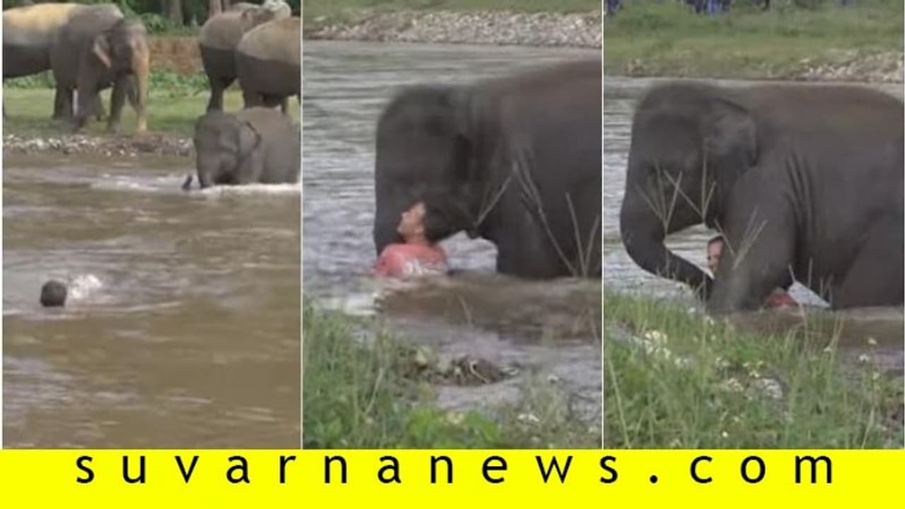 ನೀರಿನಲ್ಲಿ ಮುಳುಗುತ್ತಿದ್ದವನನ್ನು ಕಾಪಾಡಿದ ಆನೆ, ಮಾನವ ಇದಕ್ಕೆ ಅರ್ಹನೇ? ನೀರಿನಲ್ಲಿ ಮುಳುಗುತ್ತಿದ್ದವನನ್ನು ಕಾಪಾಡಿದ ಆನೆ, ಮಾನವ ಇದಕ್ಕೆ ಅರ್ಹನೇ?