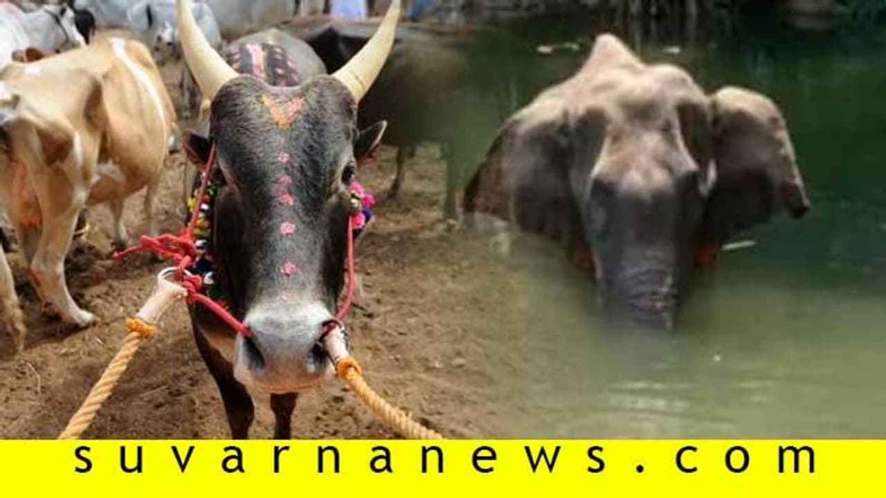 ಪಾಪದ ಪ್ರಾಣಿಗಳ ಮೇಲೆ ಮೃಗೀಯ ವರ್ತನೆ; ವಿಕೃತಿಯ ವಿರಾಟ ರೂಪ