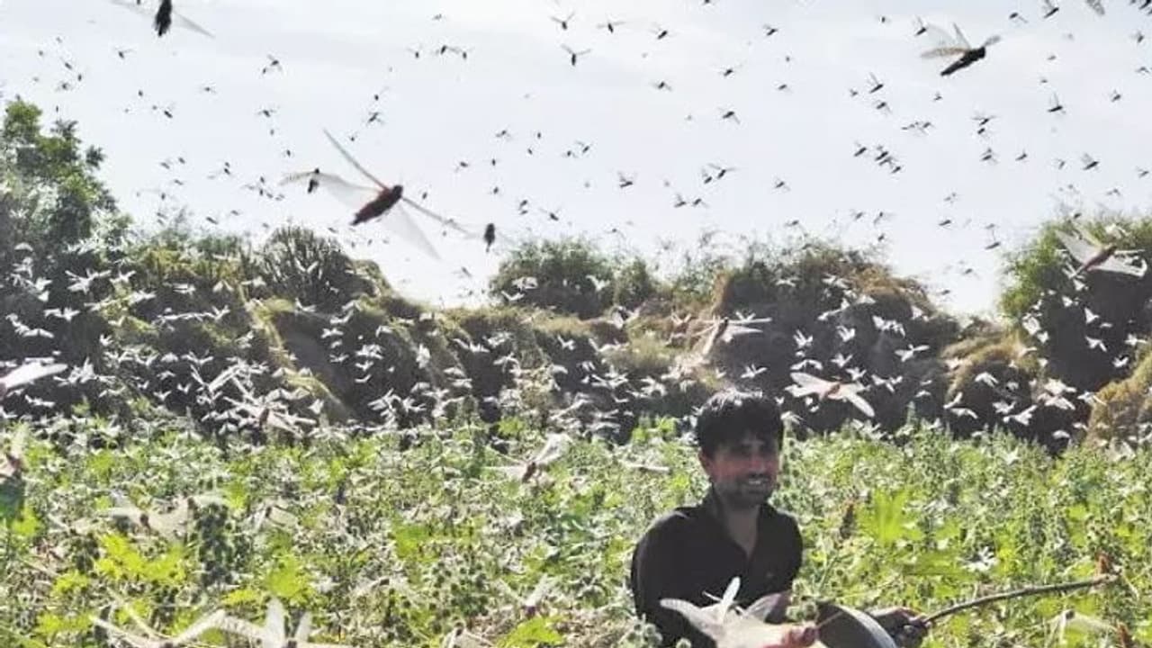 পঙ্গপালের দখলে গুরুগ্রামের সাইবার সিটি থেকে ফরিদাবাদ, এবার হামলার নিশানায় দেশের রাজধানী