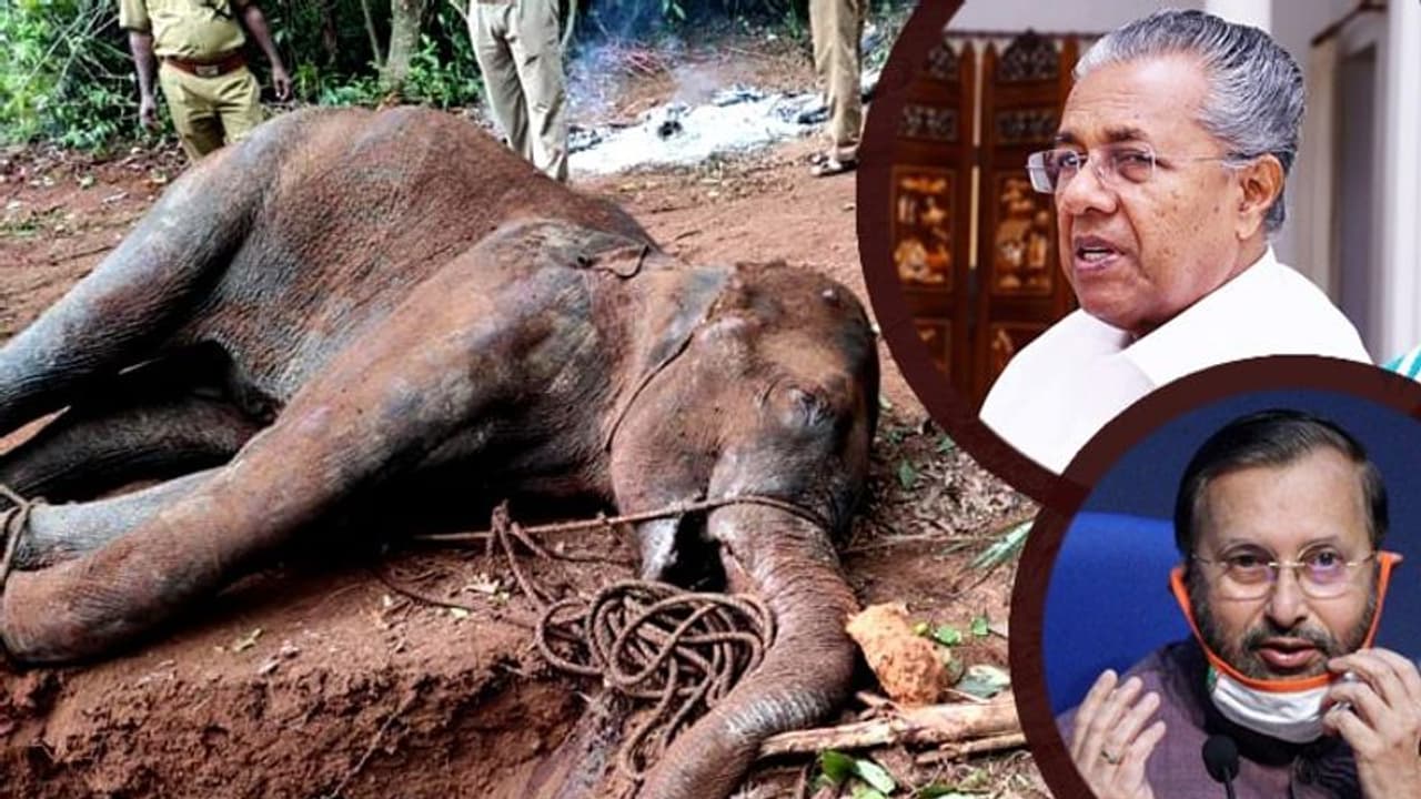 গর্ভবতী হাতি হত্যায় রাজনৈতিক উত্তাপ ক্রমশই বাড়ছে, মুখ খুললেন কেরলের মুখ্যমন্ত্রী