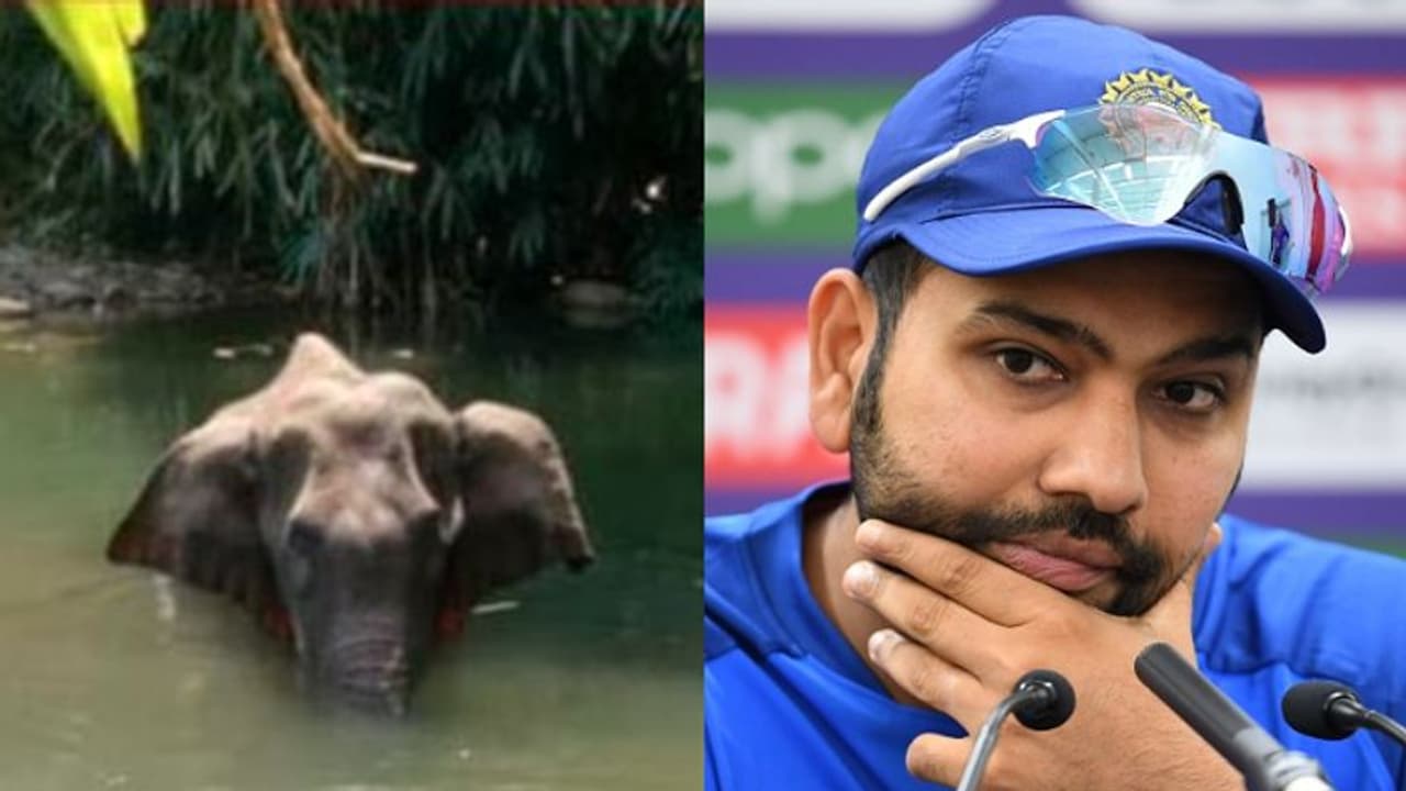 'আমরা অসভ্যের দল',কেরালায় হাতি হত্যার ঘটনায় প্রতিক্রিয়া রোহিত শর্মার 'আমরা অসভ্যের দল',কেরালায় হাতি হত্যার ঘটনায় প্রতিক্রিয়া রোহিত শর্মার