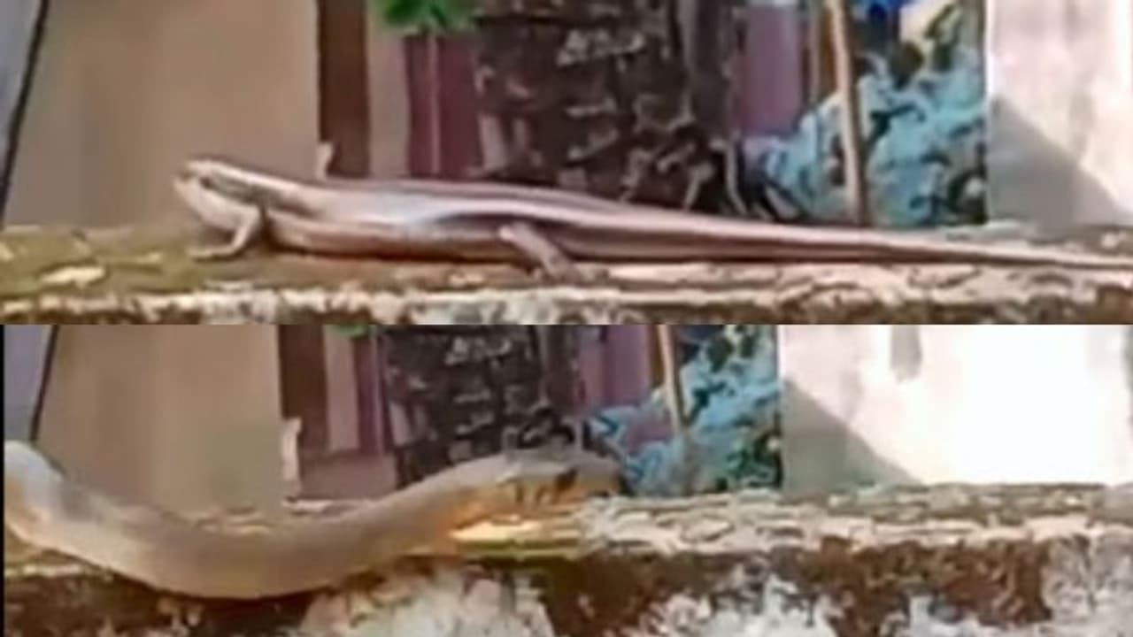 'അമ്മച്ചിയേ..അമ്മച്ചിയേ പാമ്പ്';അരണയ്ക്ക് പിന്നാലെ വന്ന അതിഥിയെ കണ്ട് അലറി വിളിച്ച് കുട്ടി; വീഡിയോ വൈറൽ 'അമ്മച്ചിയേ..അമ്മച്ചിയേ പാമ്പ്';അരണയ്ക്ക് പിന്നാലെ വന്ന അതിഥിയെ കണ്ട് അലറി വിളിച്ച് കുട്ടി; വീഡിയോ വൈറൽ