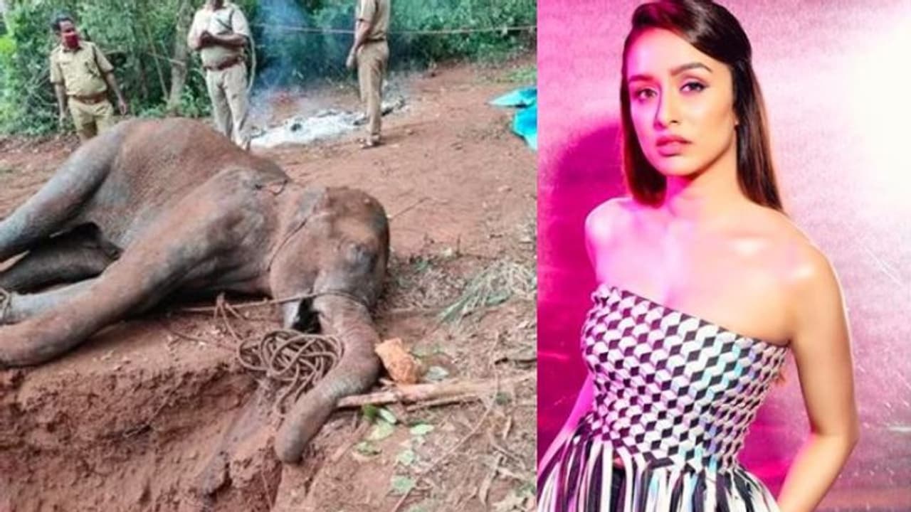 'মানুষের কি মন বলে কিছু নেই', কেরলে গর্ভবতী হাতি মৃত্যু নিয়ে পিটিশন ফাইলের অনুরোধ শ্রদ্ধার