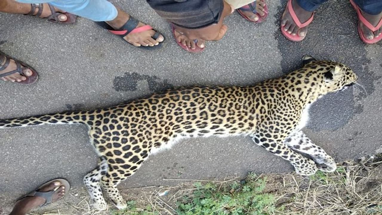 ಆಹಾರವಿಲ್ಲದೆ ನಡು ರಸ್ತೆಯಲ್ಲೇ ಪ್ರಾಣಬಿಟ್ಟ ಚಿರತೆ ಆಹಾರವಿಲ್ಲದೆ ನಡು ರಸ್ತೆಯಲ್ಲೇ ಪ್ರಾಣಬಿಟ್ಟ ಚಿರತೆ
