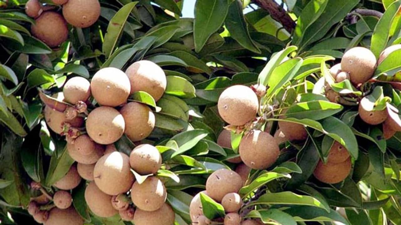 സെറാമിക് പാത്രത്തിലും സപ്പോട്ട വളര്ത്താം; നല്ല സൂര്യപ്രകാശം അഭികാമ്യം സെറാമിക് പാത്രത്തിലും സപ്പോട്ട വളര്ത്താം; നല്ല സൂര്യപ്രകാശം അഭികാമ്യം