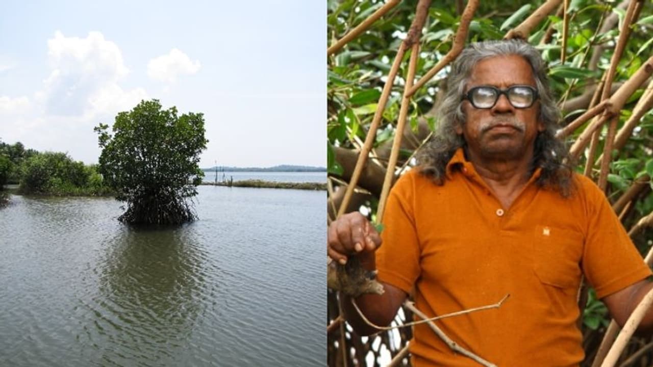 കല്ലേൻ പൊക്കുടൻ്റെ സ്വപ്നം: ഏഴോം പഞ്ചായത്തിലെ കണ്ടൽ കാട് ഇനിയും റിസർവ് വനമായി പ്രഖ്യാപിച്ചില്ല