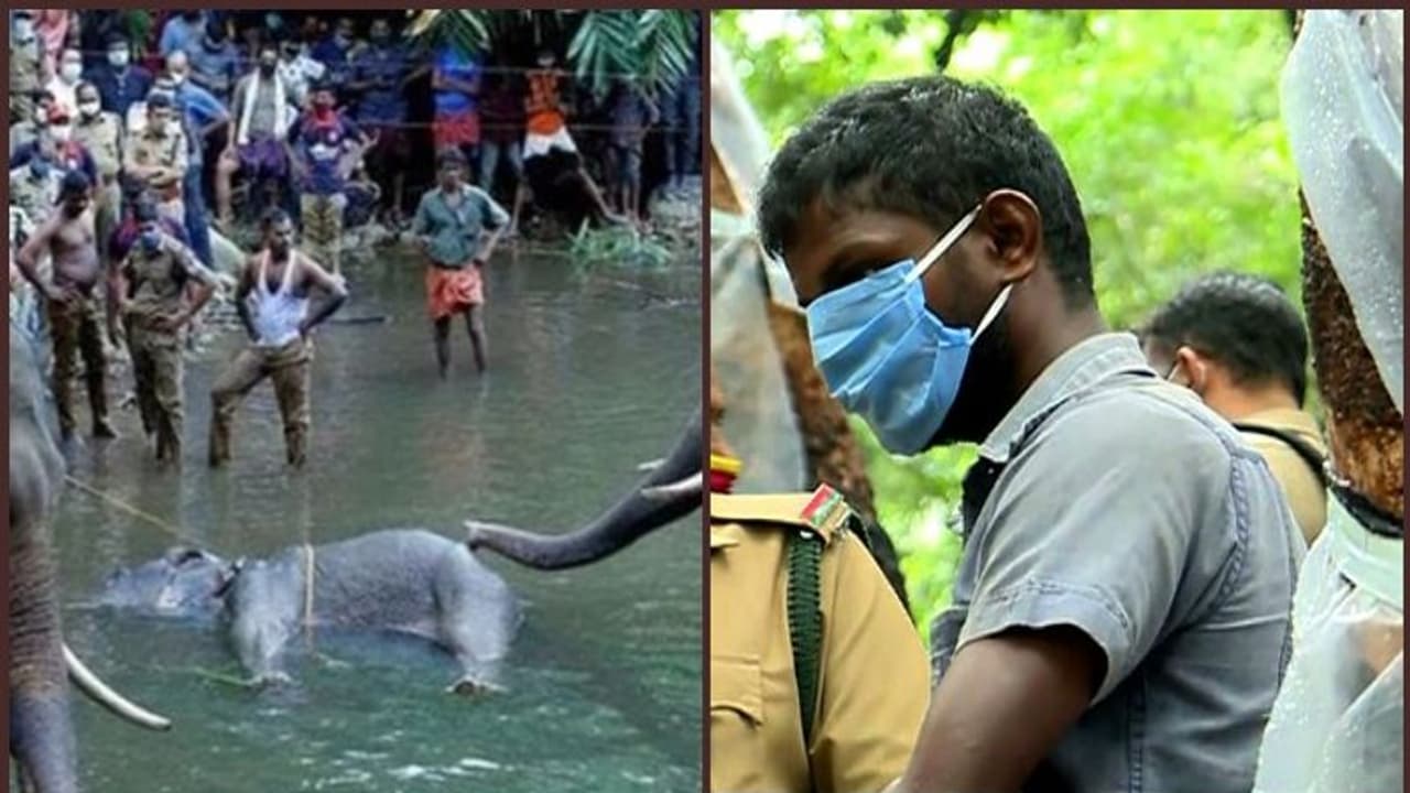 പാലക്കാട്ട് ആന ചരിഞ്ഞ സംഭവം; സ്ഫോടക വസ്തു വച്ചത് തേങ്ങയിലെന്ന് പിടിയിലായ ആള്‍