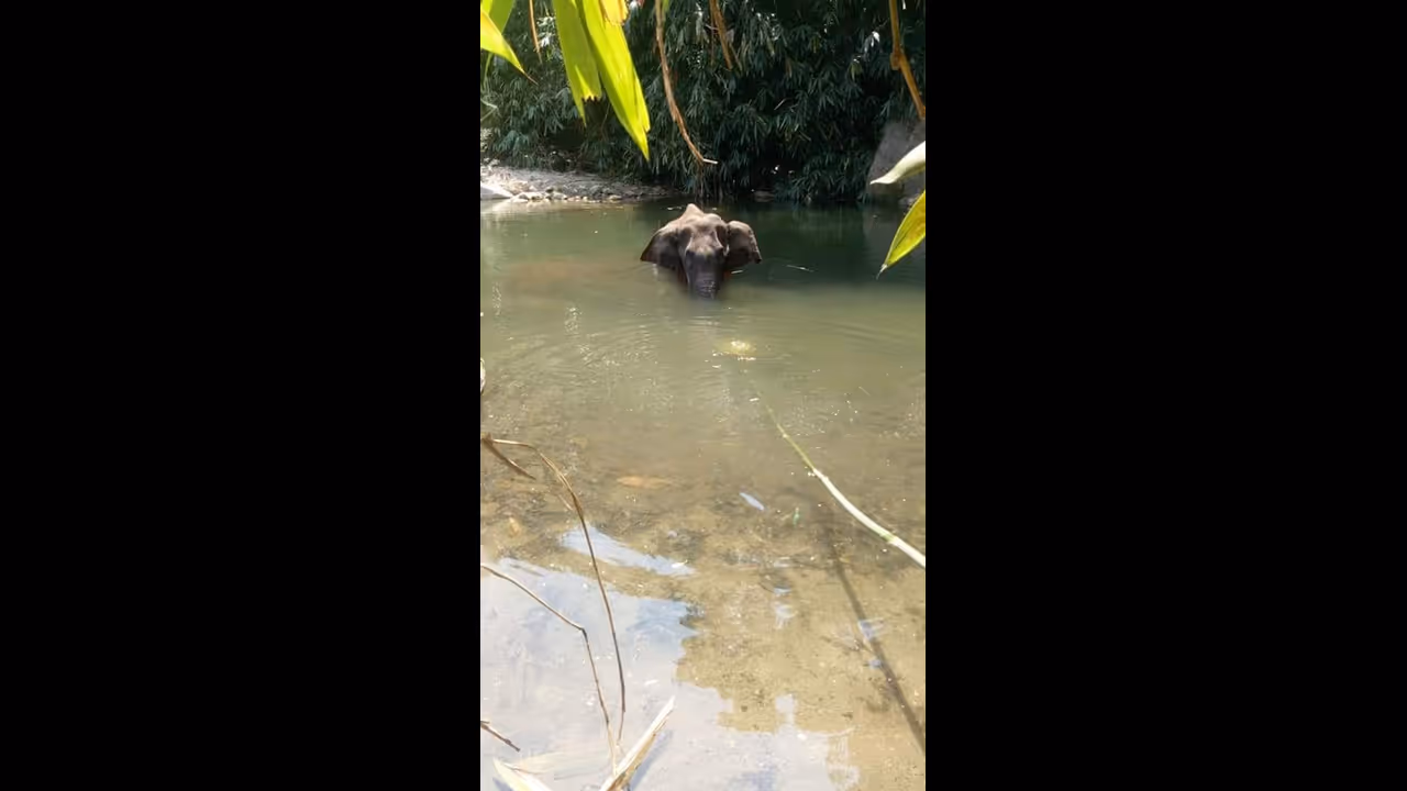 Kerala elephant killing: I am shocked by such barbarity, says Shyam Benegal Kerala elephant killing: I am shocked by such barbarity, says Shyam Benegal