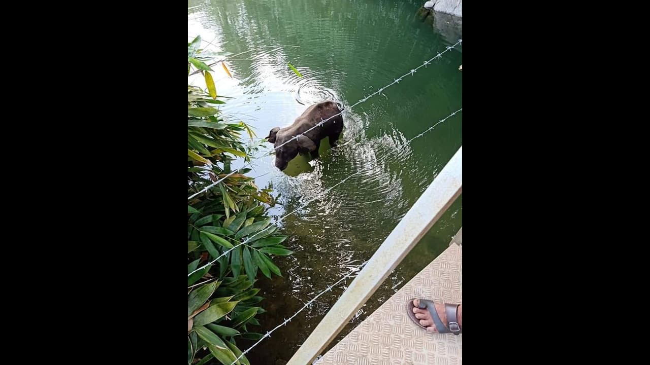 కేరళ ఏనుగు మృతికి కారణమిదీ: మరికొందరి కోసం గాలింపు కేరళ ఏనుగు మృతికి కారణమిదీ: మరికొందరి కోసం గాలింపు