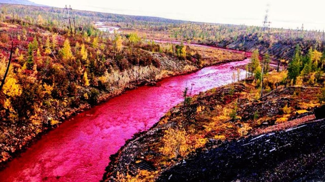 রাশিয়ায় নদীর জলের রঙ হয়ে গেল টকটকে লাল, জরুরি অবস্থা জারি করলেন পুতিন রাশিয়ায় নদীর জলের রঙ হয়ে গেল টকটকে লাল, জরুরি অবস্থা জারি করলেন পুতিন