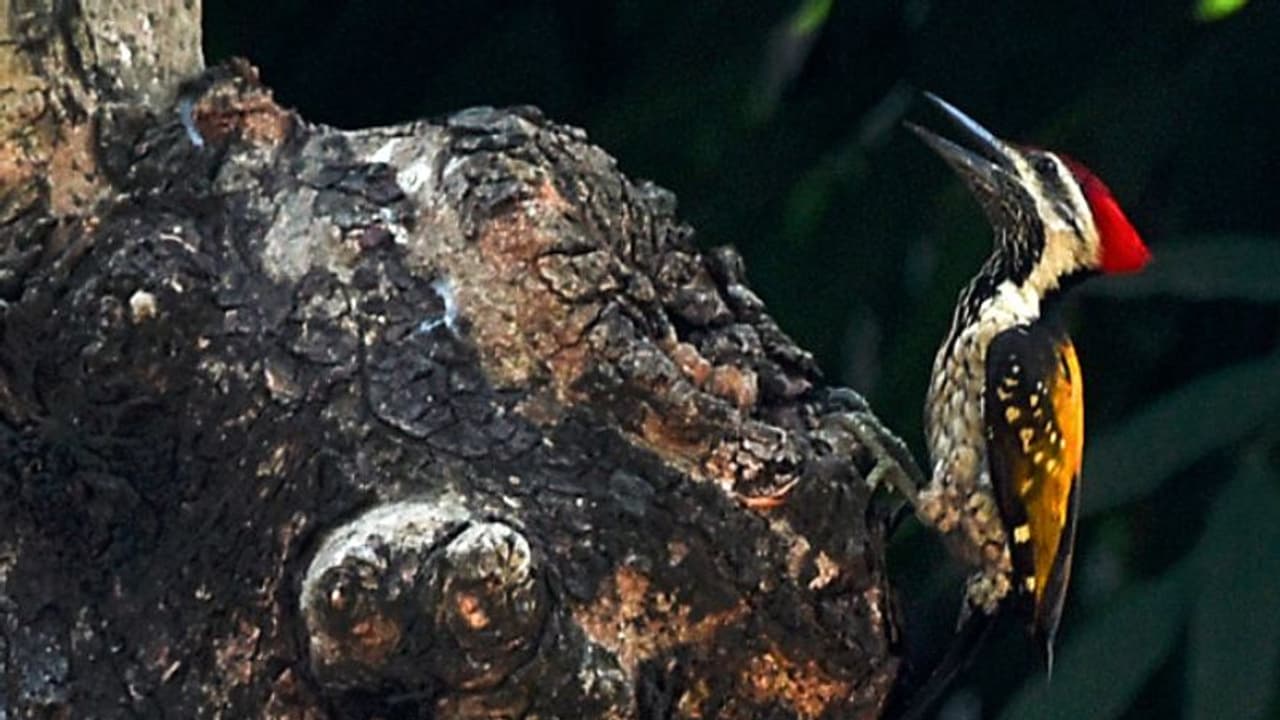 কলকাতা থেকে উধাও ৬০ এরও বেশি প্রজাতির পাখি, গত কয়েক বছরে মৃত্য়ু পরিবেশের কলকাতা থেকে উধাও ৬০ এরও বেশি প্রজাতির পাখি, গত কয়েক বছরে মৃত্য়ু পরিবেশের