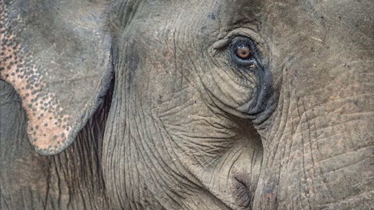 Kerala: While nation mourns pregnant elephant’s death, another elephant had died in similar fashion in April