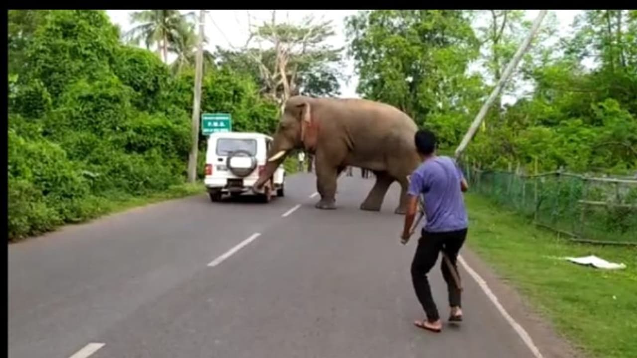 খাবারের সন্ধানে রাজ্য সড়কে দাঁতাল হাতি, আতঙ্ক ছড়াল ঝাড়গ্রামে খাবারের সন্ধানে রাজ্য সড়কে দাঁতাল হাতি, আতঙ্ক ছড়াল ঝাড়গ্রামে