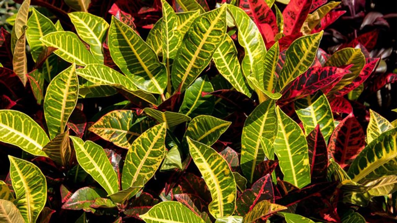 ക്രോട്ടണ് ചെടികള് വീടിന് അകത്തും പുറത്തും വളര്ത്താം ക്രോട്ടണ് ചെടികള് വീടിന് അകത്തും പുറത്തും വളര്ത്താം