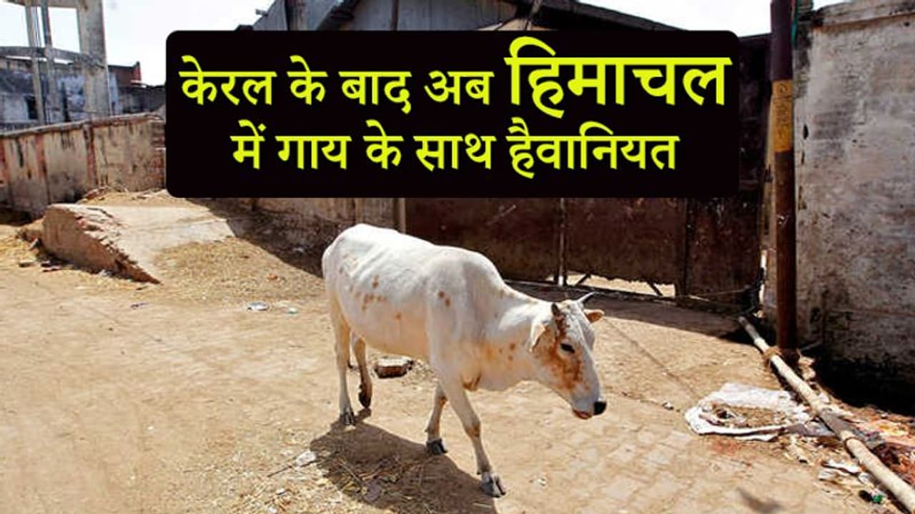केरल के बाद हिमाचल में हैवानियत, गर्भवती गाय को खिलाया विस्फोटक का गोला केरल के बाद हिमाचल में हैवानियत, गर्भवती गाय को खिलाया विस्फोटक का गोला