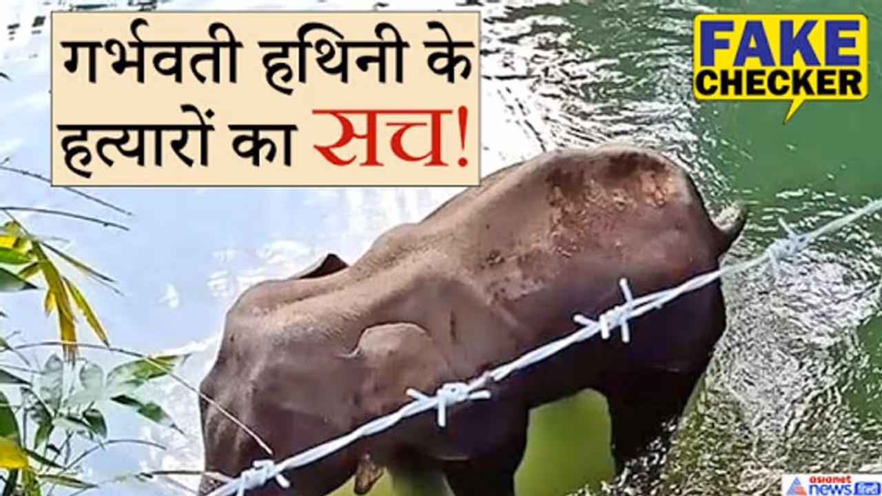 FACT CHECK: क्या अमजद और तमीम शेख ने ली गर्भवती हथिनी की जान, होश उड़ा देगा वायरल दावे का सच FACT CHECK: क्या अमजद और तमीम शेख ने ली गर्भवती हथिनी की जान, होश उड़ा देगा वायरल दावे का सच