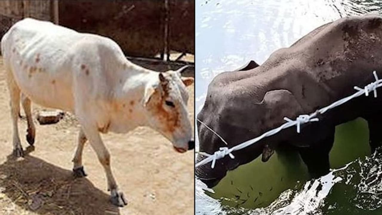 After Kerala elephant killing, pregnant cow’s jaw blown off in Himachal Pradesh After Kerala elephant killing, pregnant cow’s jaw blown off in Himachal Pradesh