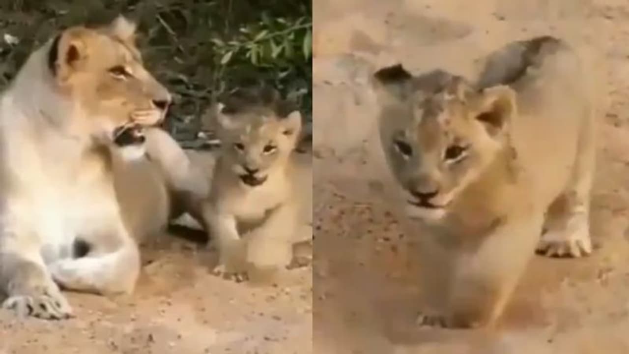 മൃഗങ്ങള് ചിരിക്കുമോ? വൈറലായ ഈ വീഡിയോ ഒന്ന് കണ്ടുനോക്കൂ... മൃഗങ്ങള് ചിരിക്കുമോ? വൈറലായ ഈ വീഡിയോ ഒന്ന് കണ്ടുനോക്കൂ...