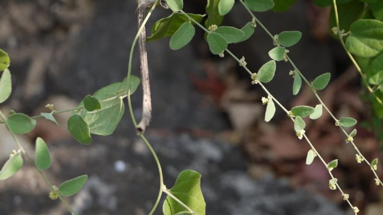 കൊവിഡിനെതിരെ പോരാടാന് ചെടിയില് നിന്നുള്ള മരുന്ന്; ഇന്ത്യയില് പരീക്ഷണം തുടങ്ങി... കൊവിഡിനെതിരെ പോരാടാന് ചെടിയില് നിന്നുള്ള മരുന്ന്; ഇന്ത്യയില് പരീക്ഷണം തുടങ്ങി...