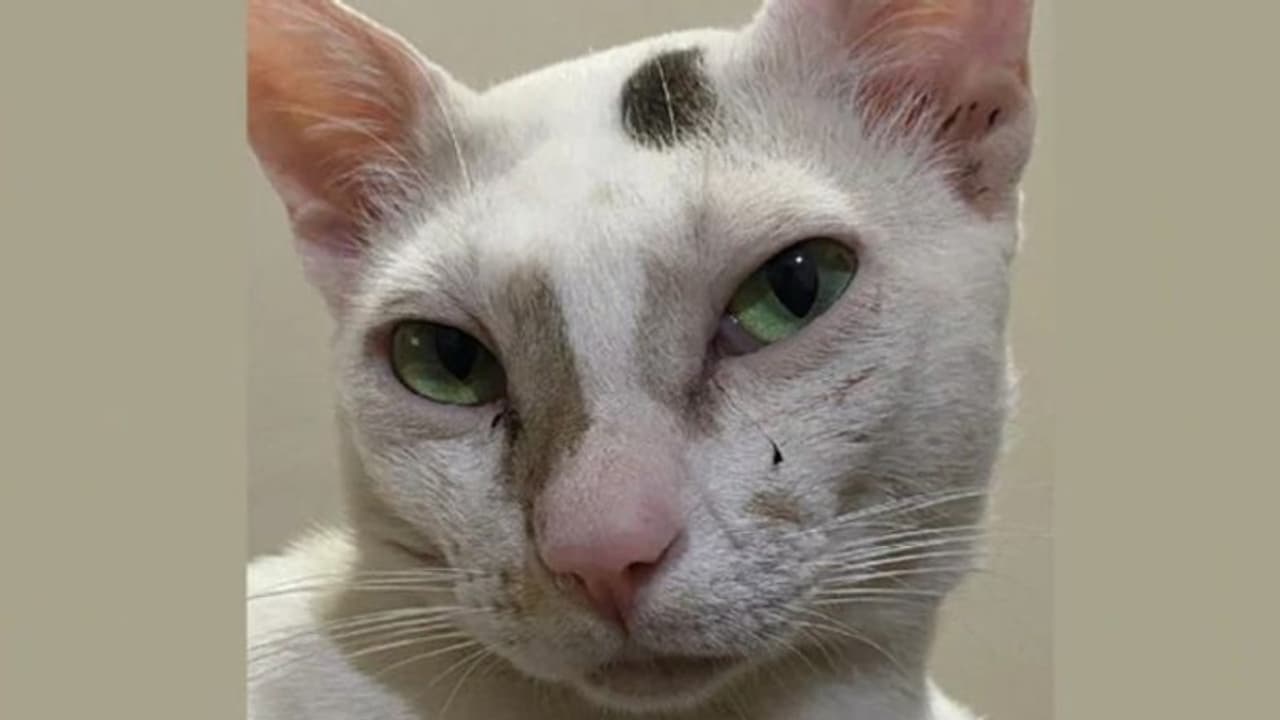 ലഹരിവിരുദ്ധ ക്യാംപയിന് പൂച്ചയുടെ ചിത്രം; സംഗതി എന്താണെന്നോ... ലഹരിവിരുദ്ധ ക്യാംപയിന് പൂച്ചയുടെ ചിത്രം; സംഗതി എന്താണെന്നോ...