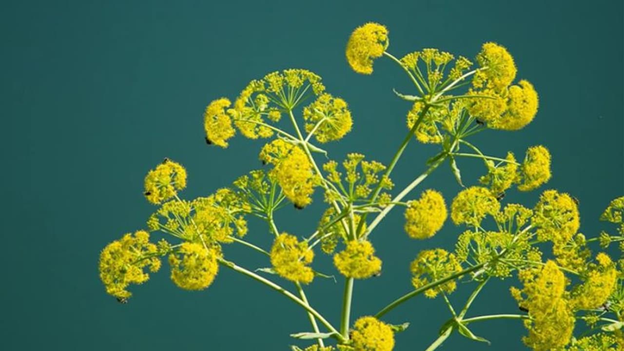 കായച്ചെടി കൃഷി ചെയ്ത് വരുമാനം വര്ധിപ്പിക്കാന് കര്ഷകര് കായച്ചെടി കൃഷി ചെയ്ത് വരുമാനം വര്ധിപ്പിക്കാന് കര്ഷകര്