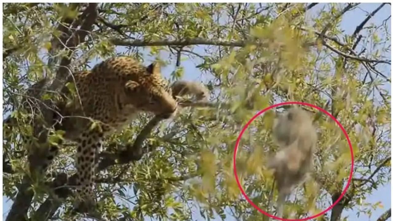 മരത്തില് നിന്നും കുലുക്കിയിടാനുള്ള പുള്ളിപ്പുലിയുടെ ശ്രമത്തോട് കുരങ്ങന്റെ പ്രതികരണം; വീഡിയോ വീണ്ടും വൈറല് മരത്തില് നിന്നും കുലുക്കിയിടാനുള്ള പുള്ളിപ്പുലിയുടെ ശ്രമത്തോട് കുരങ്ങന്റെ പ്രതികരണം; വീഡിയോ വീണ്ടും വൈറല്