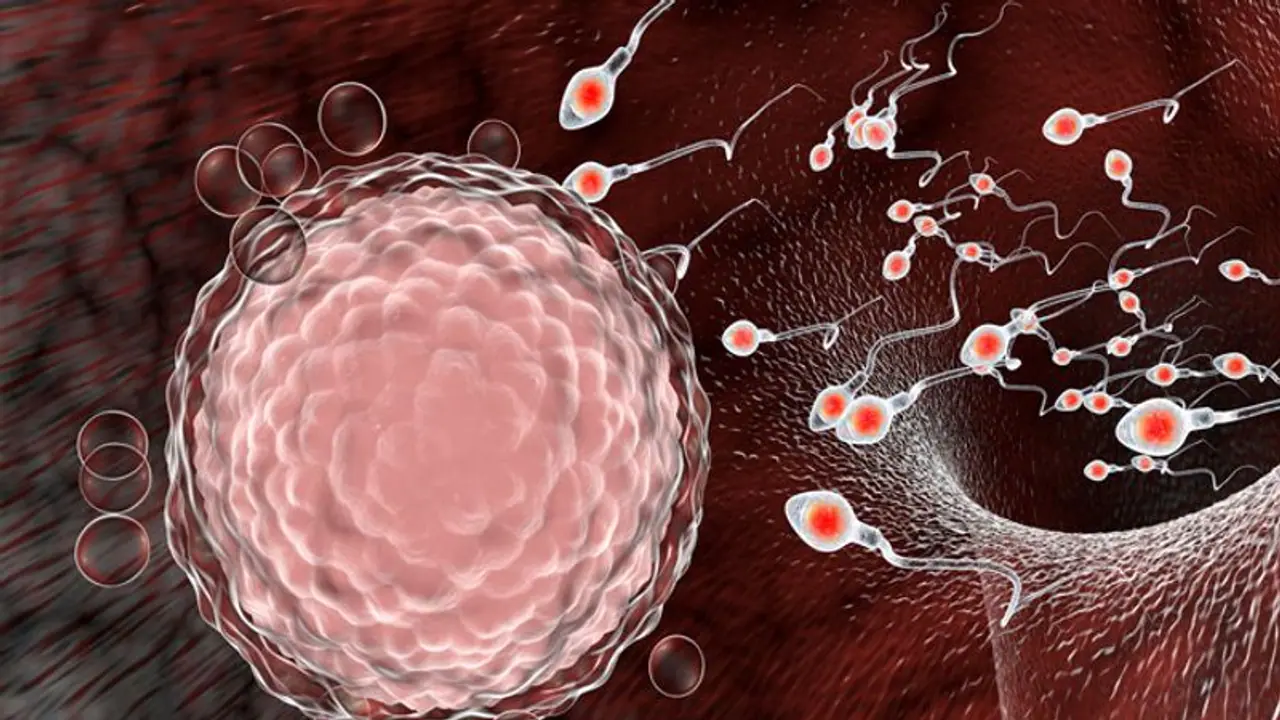 এই খাদ্যগুলিই বাড়ায় শুক্রাণুর সংখ্যা, দূর করে পুরুষত্বহীনতা এই খাদ্যগুলিই বাড়ায় শুক্রাণুর সংখ্যা, দূর করে পুরুষত্বহীনতা