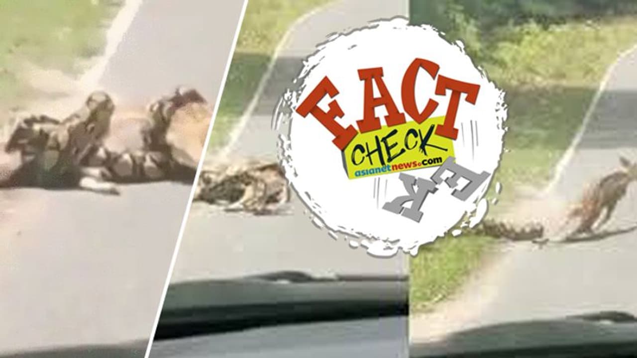 വരിഞ്ഞുമുറുക്കിയ പെരുമ്പാമ്പിൽ നിന്ന് മാനിനെ സാഹസികമായി രക്ഷിക്കുന്നു; വൈറൽ വീഡിയോ കേരളത്തിലേതോ? വരിഞ്ഞുമുറുക്കിയ പെരുമ്പാമ്പിൽ നിന്ന് മാനിനെ സാഹസികമായി രക്ഷിക്കുന്നു; വൈറൽ വീഡിയോ കേരളത്തിലേതോ?