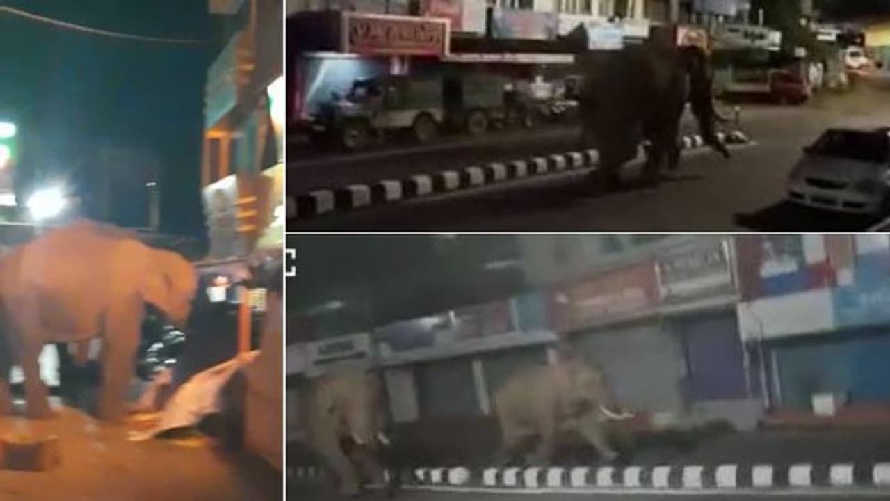 മൂന്നാറില് വീണ്ടും കാട്ടാനയിറങ്ങി, മാര്ക്കറ്റിലെ പഴക്കടകള് നശിപ്പിച്ചു മൂന്നാറില് വീണ്ടും കാട്ടാനയിറങ്ങി, മാര്ക്കറ്റിലെ പഴക്കടകള് നശിപ്പിച്ചു