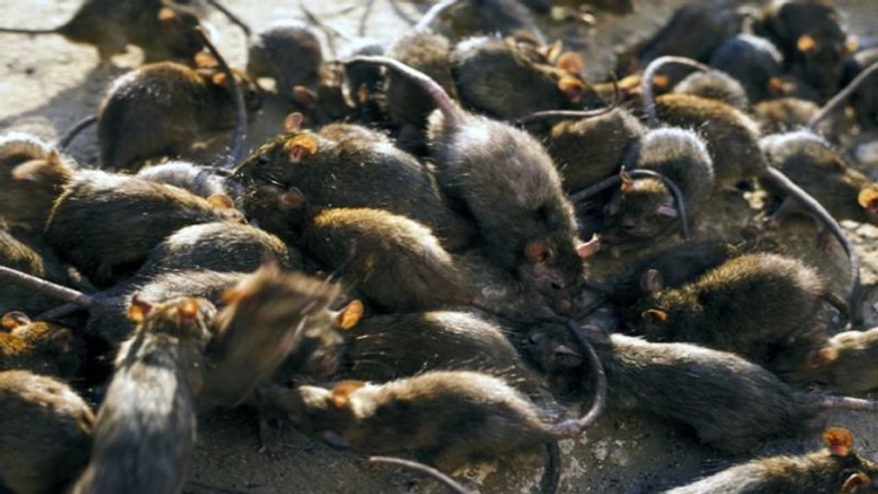 వరదలు, కార్చిచ్చు, కరోనా.. ఇప్పుడు కొత్తగా ఎలుకలు: ఇండియానే దిక్కంటున్న ఆస్ట్రేలియా వరదలు, కార్చిచ్చు, కరోనా.. ఇప్పుడు కొత్తగా ఎలుకలు: ఇండియానే దిక్కంటున్న ఆస్ట్రేలియా