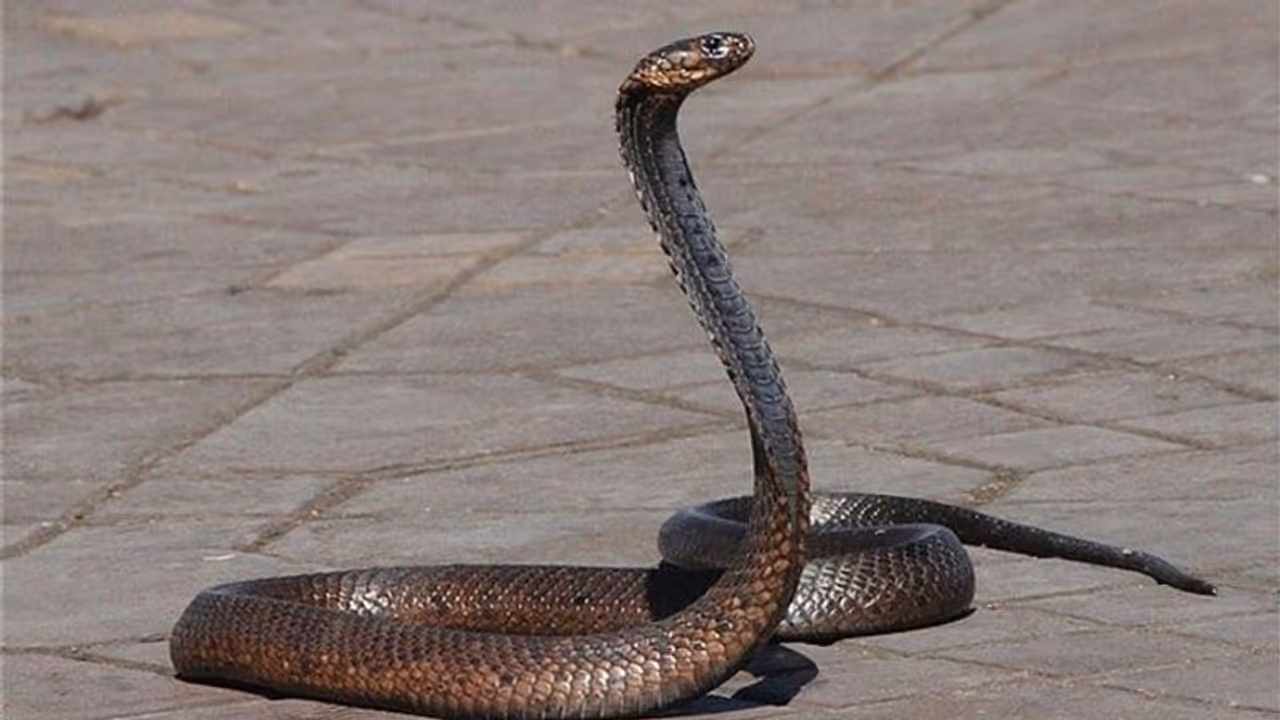 পরিত্যক্ত গোডাউনে কোয়ারেন্টাইন, বিষধর সাপের কামড়ে মৃত্যু পরিযায়ী শ্রমিকের পরিত্যক্ত গোডাউনে কোয়ারেন্টাইন, বিষধর সাপের কামড়ে মৃত্যু পরিযায়ী শ্রমিকের