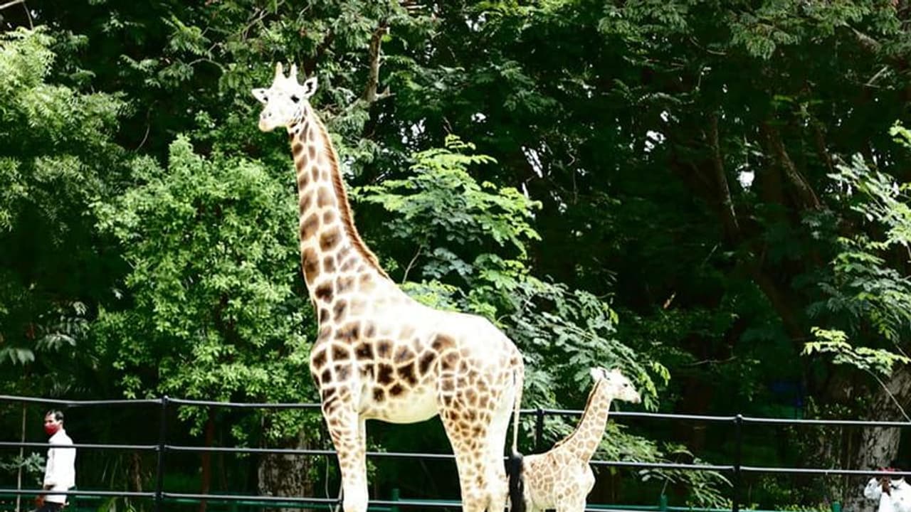 ಡಾ.ರಾಜ್‌, ವಿಷ್ಣು, ಅಂಬಿ ಹೆಸರಿನಲ್ಲಿ ಪ್ರಾಣಿಗಳ ದತ್ತು