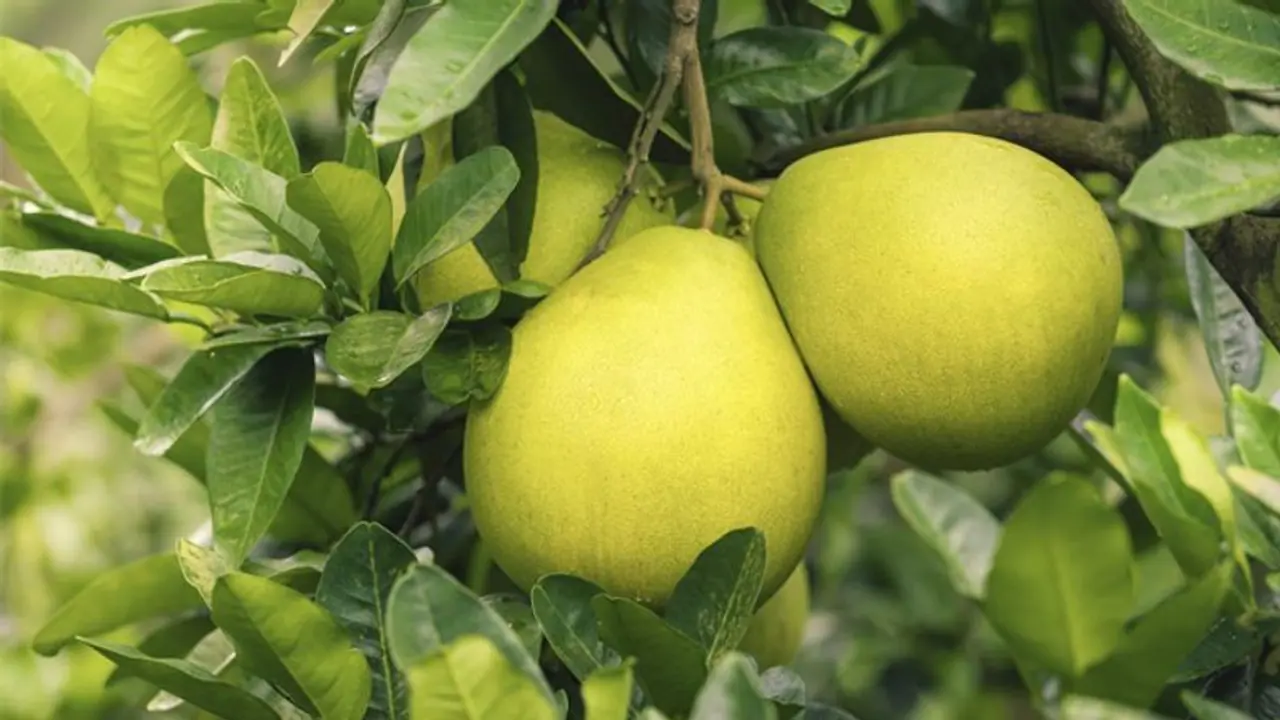 കമ്പിളി നാരങ്ങയ്ക്ക് ഗുണങ്ങള് ഏറെ; ഇടവിളക്കൃഷിയിലൂടെയും വരുമാനം നേടാം കമ്പിളി നാരങ്ങയ്ക്ക് ഗുണങ്ങള് ഏറെ; ഇടവിളക്കൃഷിയിലൂടെയും വരുമാനം നേടാം