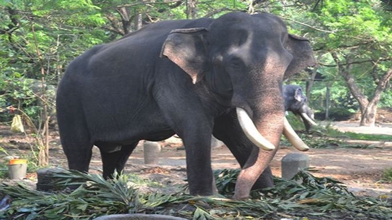 লকডাউনের শহরে নয়া আতঙ্ক, কন্টেনমেন্ট জোনের ব্যারিকেড ভাঙল হাতির দল