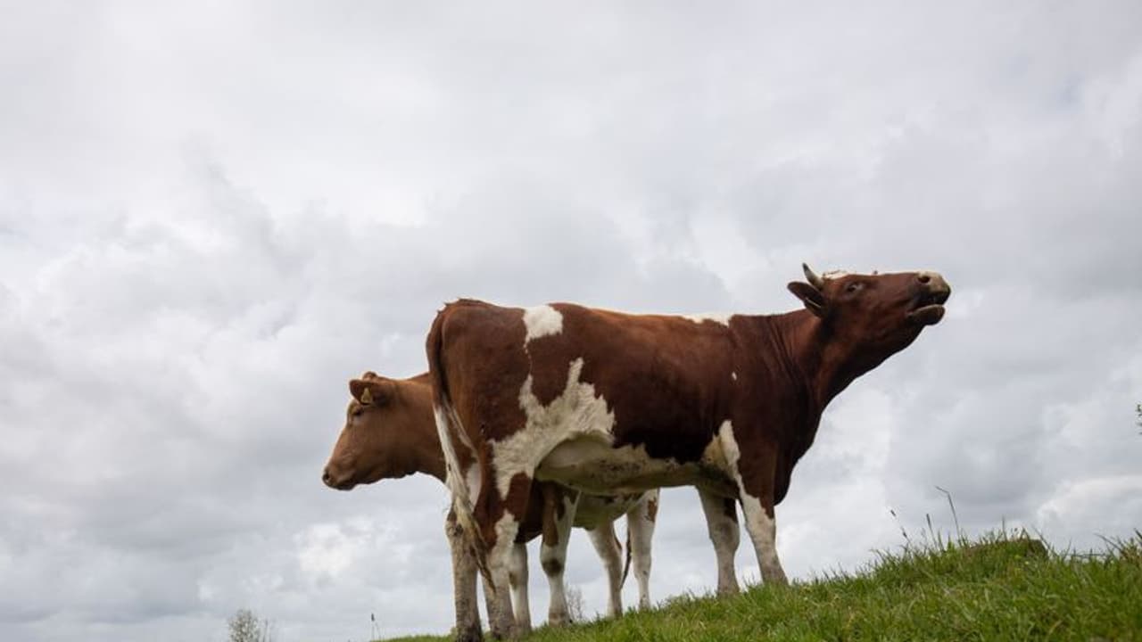 12 ಹಸುಗಳು ನಿಗೂಢ ಸಾವು: ಇನ್ನೂ 60 ಅಸ್ವಸ್ಥ, ಆತಕಂದಲ್ಲಿ ಜನ