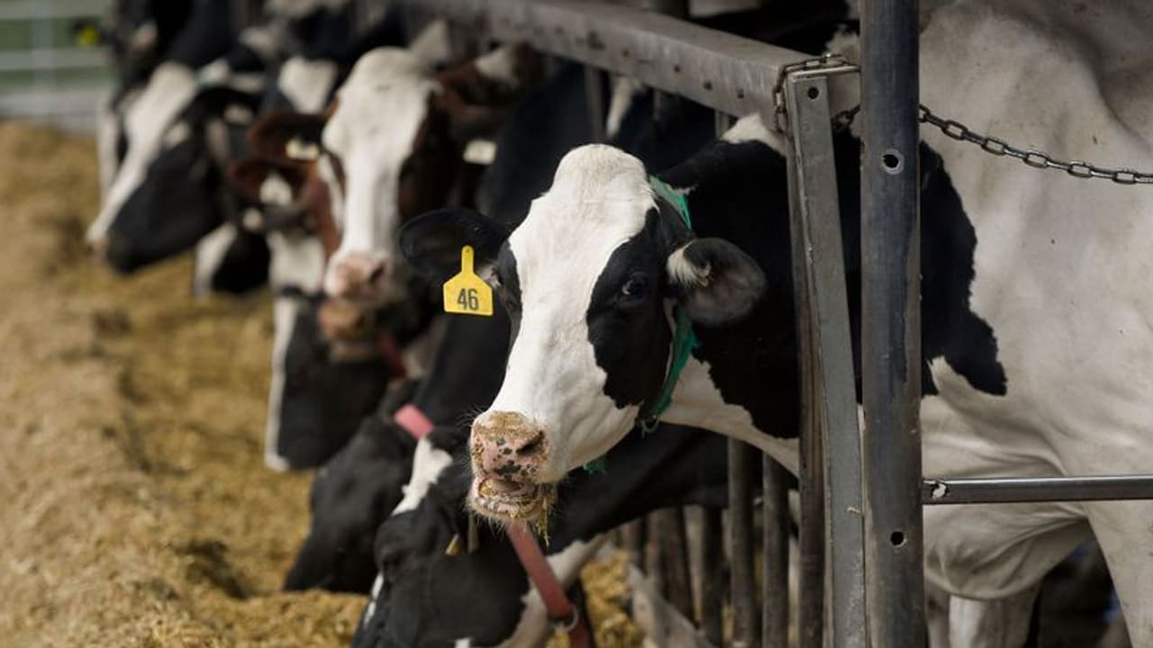 কলকাতার কপিশপে গলা ভিজিয়েই গরুপাচারের ছক বানাত এনামূলরা, CBI তদন্তে নয়া তথ্য