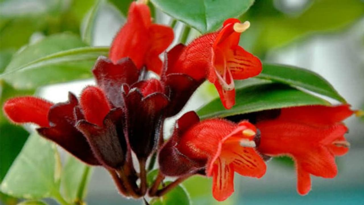 പൂച്ചെടിയെപ്പോലെ മുറിയെ ആകര്ഷകമാക്കുന്ന മറ്റൊന്നുണ്ടോ? ഇതാ, ലിപ്സ്റ്റിക് ചെടി വളര്ത്താന് ചില ടിപ്സ് പൂച്ചെടിയെപ്പോലെ മുറിയെ ആകര്ഷകമാക്കുന്ന മറ്റൊന്നുണ്ടോ? ഇതാ, ലിപ്സ്റ്റിക് ചെടി വളര്ത്താന് ചില ടിപ്സ്