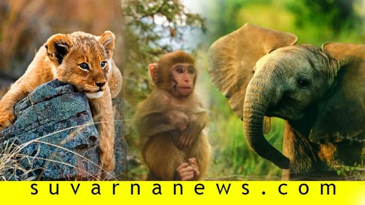 ಪ್ರಾಣಿಗಳಿಗೂ ಬದುಕುವ ಹಕ್ಕುಂಟು, ಕಾನೂನಿನಲ್ಲೂ ಅದಕ್ಕೆ ಮಣೆಯುಂಟು