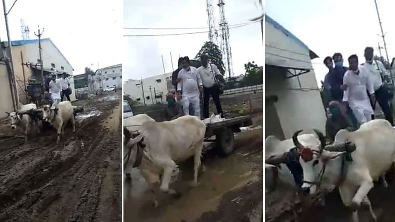 ലംബോര്‍ഗിനിയും ബെന്‍സുമുണ്ട്; ഓടിക്കാന്‍ റോഡില്ല; കാളവണ്ടിയേറി കോടീശ്വരന്മാര്‍!