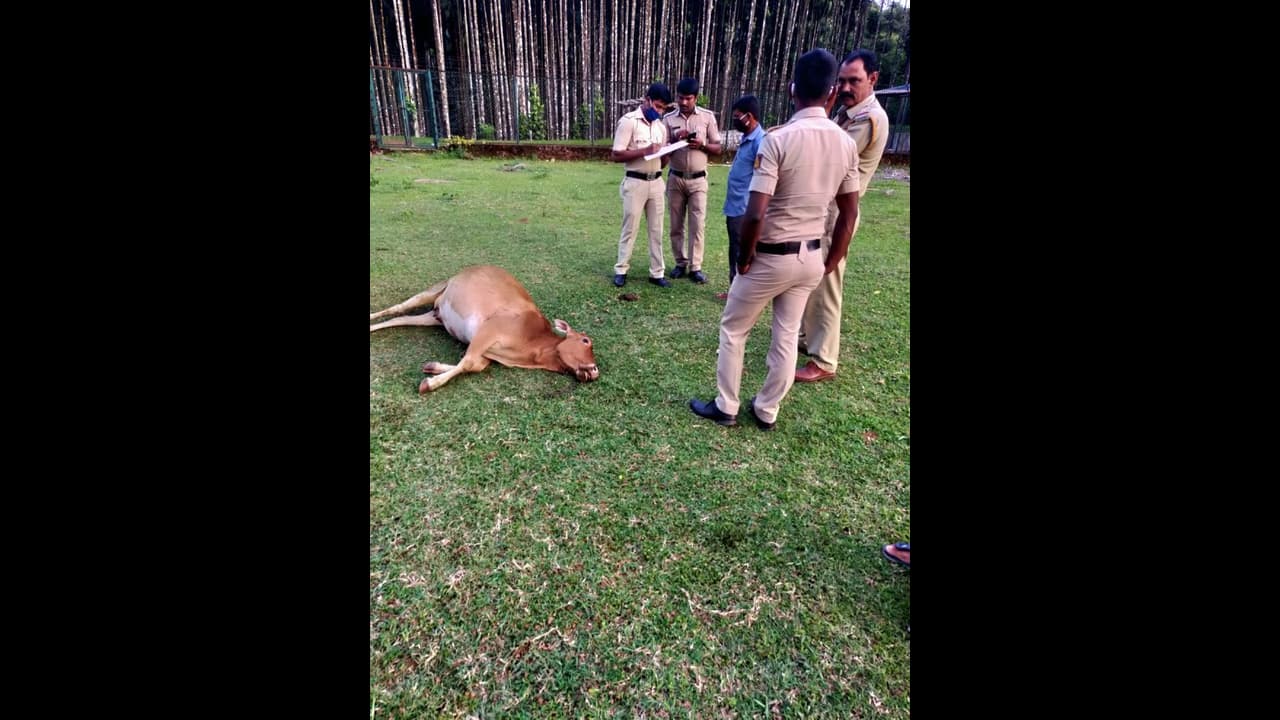 ನಮ್ಮಲ್ಲೂ ಇದ್ದಾರೆ ನೀಚರು; ಹಣ್ಣಿನಲ್ಲಿ ವಿಷವಿಟ್ಟು 3 ಹಸುಗಳನ್ನು ಕೊಂದರು..! ನಮ್ಮಲ್ಲೂ ಇದ್ದಾರೆ ನೀಚರು; ಹಣ್ಣಿನಲ್ಲಿ ವಿಷವಿಟ್ಟು 3 ಹಸುಗಳನ್ನು ಕೊಂದರು..!