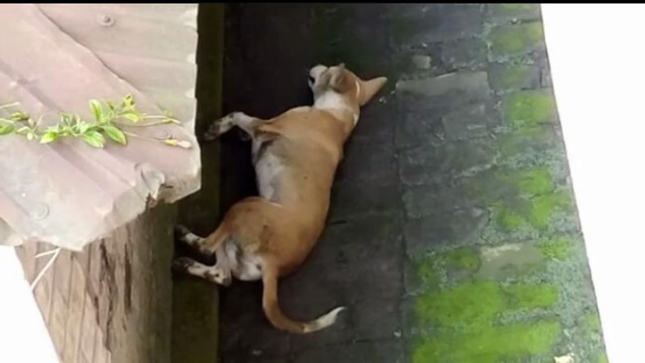 করোনা আবহে একের পর এক পথ কুকুরের মৃত্যু, আতঙ্ক ছড়াল রায়গঞ্জে করোনা আবহে একের পর এক পথ কুকুরের মৃত্যু, আতঙ্ক ছড়াল রায়গঞ্জে