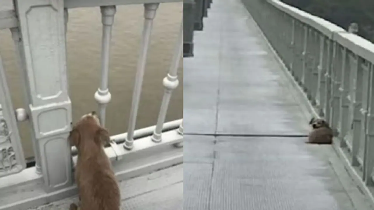 ಸೇತುವೆ ಮೇಲಿಂದ ಹಾರಿ ಆತ್ಮಹತ್ಯೆ, ಮಾಲೀಕನಿಗಾಗಿ ಬ್ರಿಡ್ಜ್ ಮೇಲೆ ಕಾಯುತ್ತಿದೆ ನಾಯಿ!