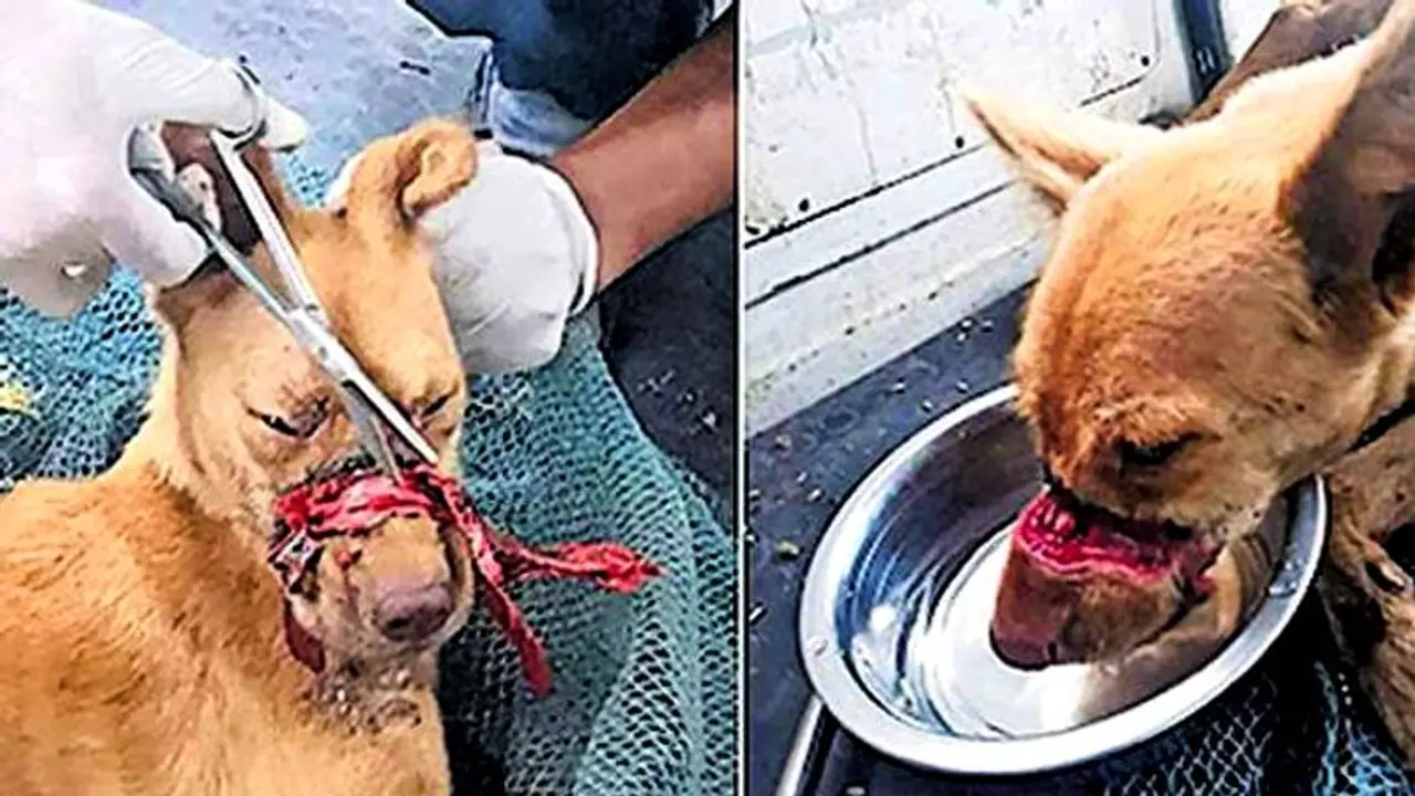 Dog's mouth sealed with insulation tape; canine rescued after 2 weeks of torture Dog's mouth sealed with insulation tape; canine rescued after 2 weeks of torture