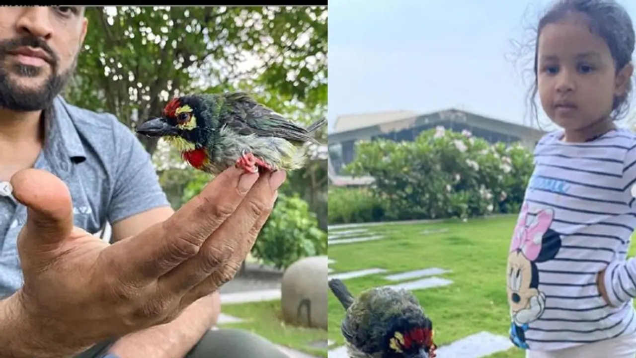 আহত পাখিকে বাঁচালেন ধোনি কন্যা জিভা,ভাইরাল ছবি