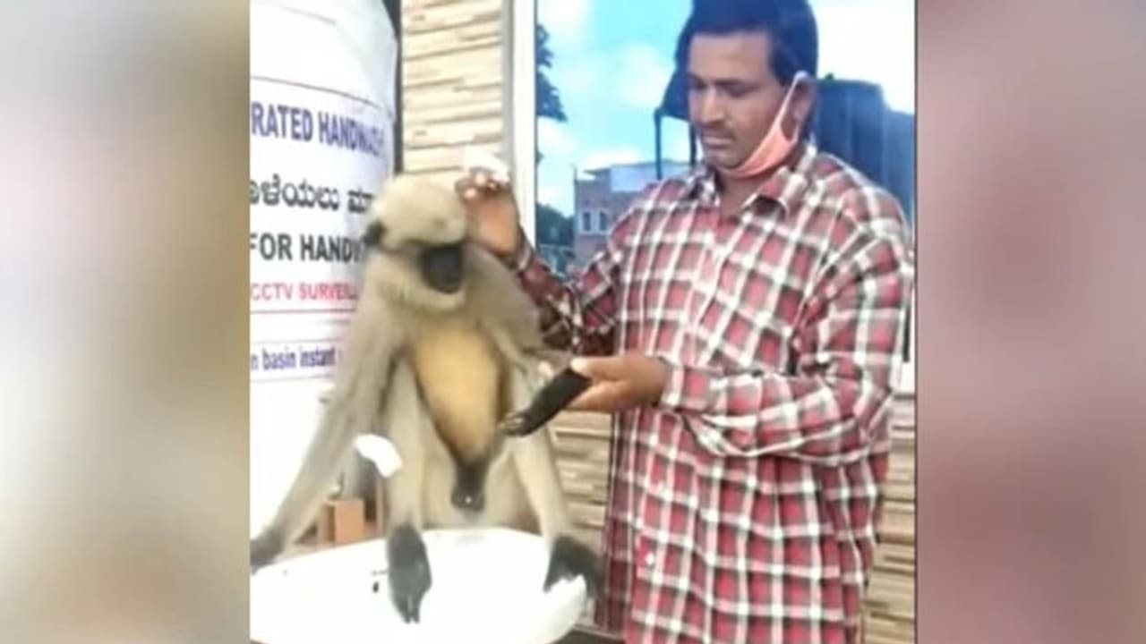 പരിക്കുമായി ആശുപത്രിയിലെത്തിയ കുരങ്ങന്‍; വൈറലായ വീഡിയോ...