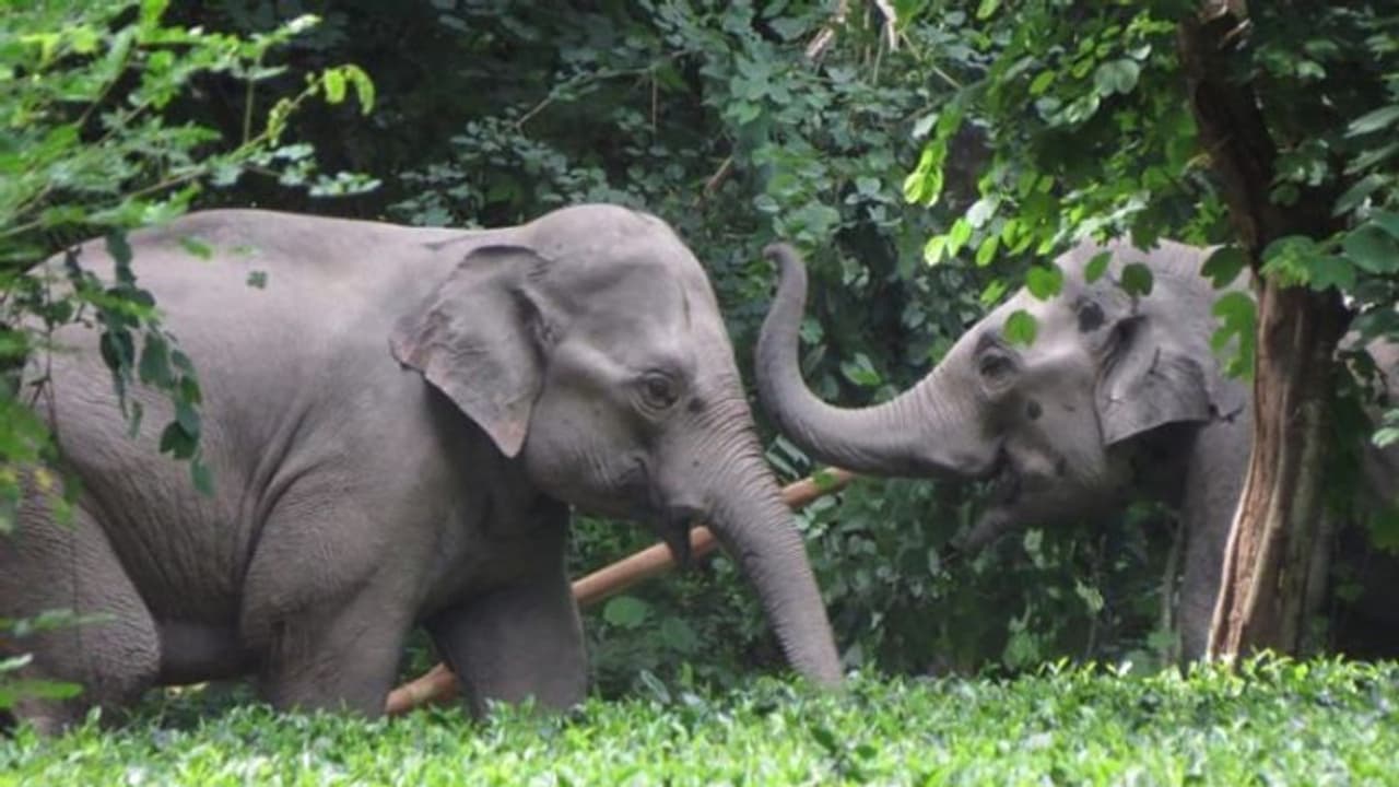 'ഇനി ഇവ മോട്ടിക്കും റാണിക്കും സ്വന്തം'; സ്വത്ത് മുഴുവന് തന്റെ ആനകള്ക്ക് എഴുതിവച്ച് ഒരു മൃഗസ്നേഹി 'ഇനി ഇവ മോട്ടിക്കും റാണിക്കും സ്വന്തം'; സ്വത്ത് മുഴുവന് തന്റെ ആനകള്ക്ക് എഴുതിവച്ച് ഒരു മൃഗസ്നേഹി