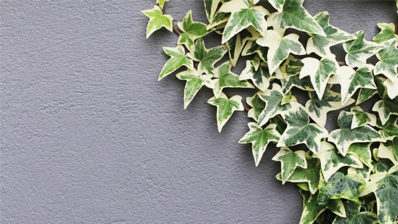 ബാത്ത്റൂമില് വളര്ത്താവുന്ന ആറ് ചെടികള്; ഇന്റീരിയര് ഡിസൈനില് ഇതിനും പ്രാധാന്യം നല്കാം ബാത്ത്റൂമില് വളര്ത്താവുന്ന ആറ് ചെടികള്; ഇന്റീരിയര് ഡിസൈനില് ഇതിനും പ്രാധാന്യം നല്കാം